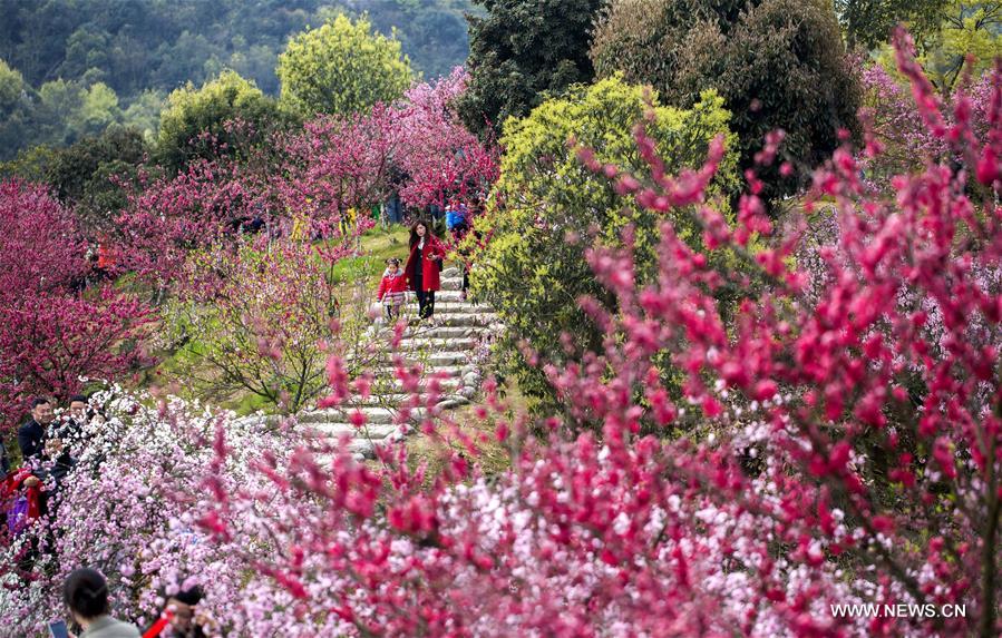 Flowers are in full bloom at Xihai Huayuan Valley scenic spot on the Lunshan Mountain in Wuning County, east China's Jiangxi Province, March 26, 2016