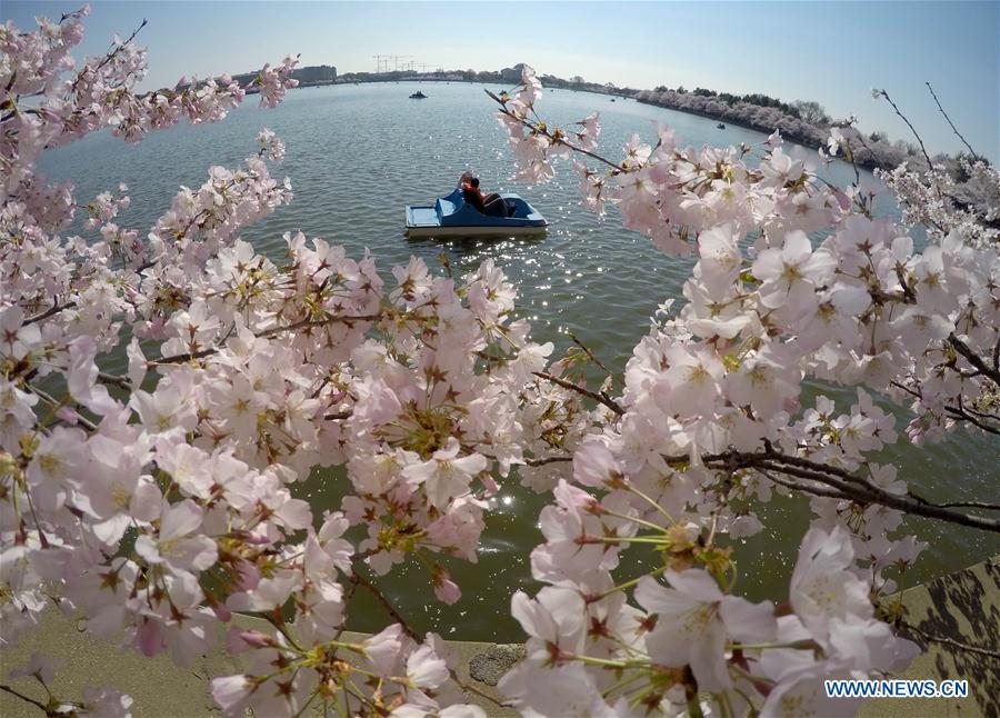 Washington Monument is seen through cherry blossoms on the edge of the Tidal Basin in Washington D.C., capital of the United States, March 26, 2016.