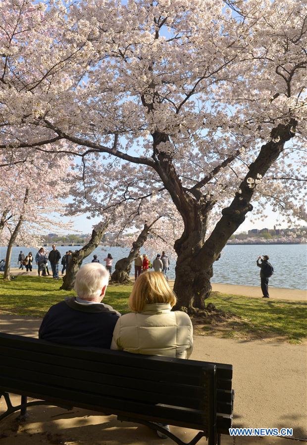 Washington Monument is seen through cherry blossoms on the edge of the Tidal Basin in Washington D.C., capital of the United States, March 26, 2016.