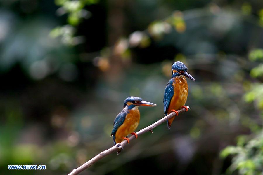 #CHINA-JIANGSU-CHANGZHOU-KINGFISHER(CN)
