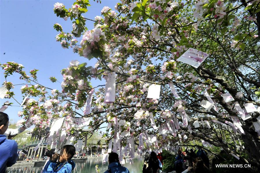 The annual Cherry Blossom Festival was held in Wulongtan Park in recent days. 