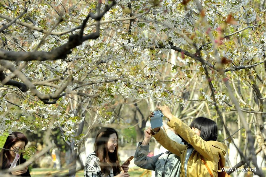 The annual Cherry Blossom Festival was held in Wulongtan Park in recent days. 