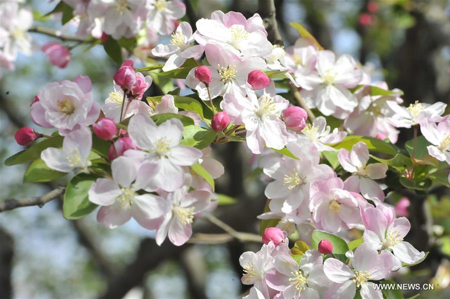 The annual Cherry Blossom Festival was held in Wulongtan Park in recent days. 