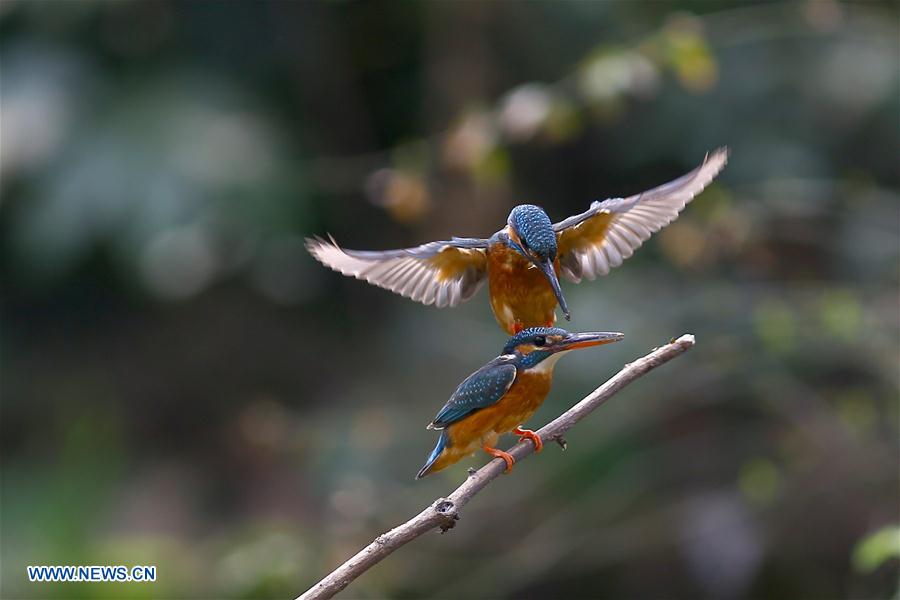 #CHINA-JIANGSU-CHANGZHOU-KINGFISHER(CN)