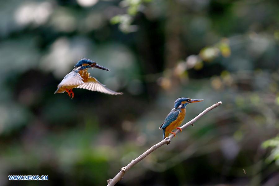 #CHINA-JIANGSU-CHANGZHOU-KINGFISHER(CN)
