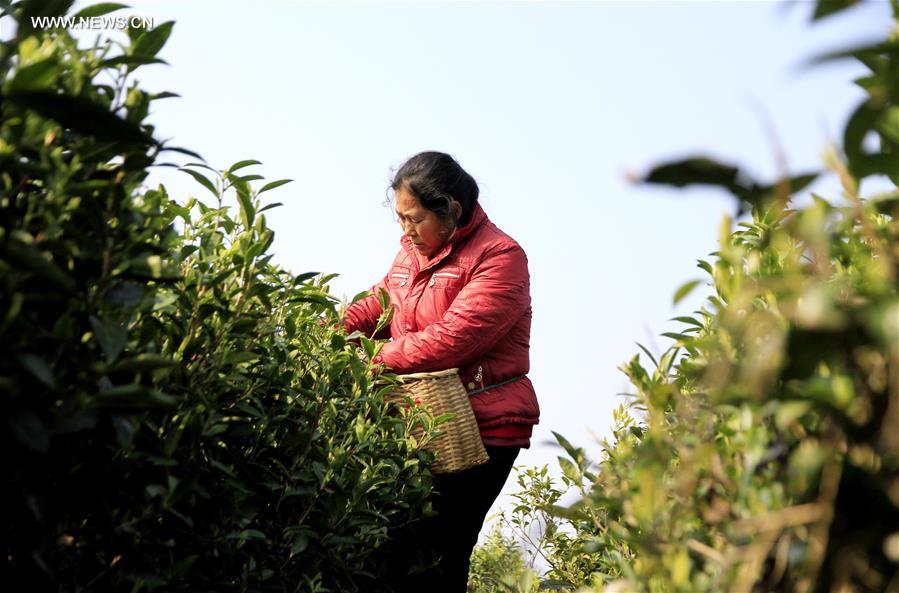#CHINA-JIANGXI-JING'AN COUNTY-WHITE TEA(CN)