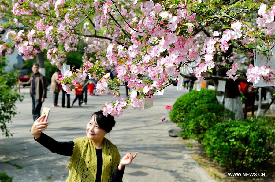 CHINA-JINAN-CRABAPPLE FLOWERS (CN)  