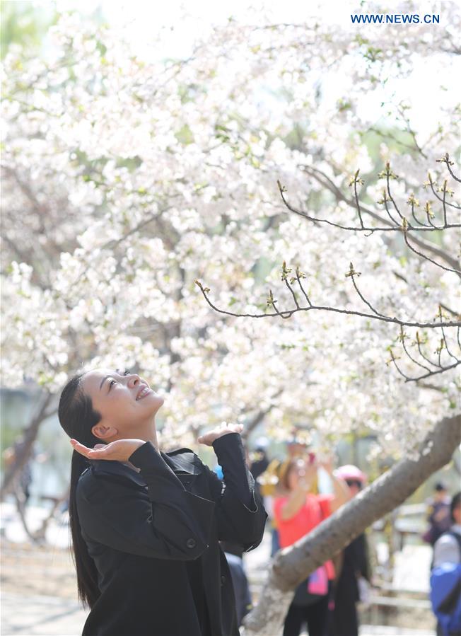 CHINA-BEIJING-CHERRY BLOSSOMS (CN)