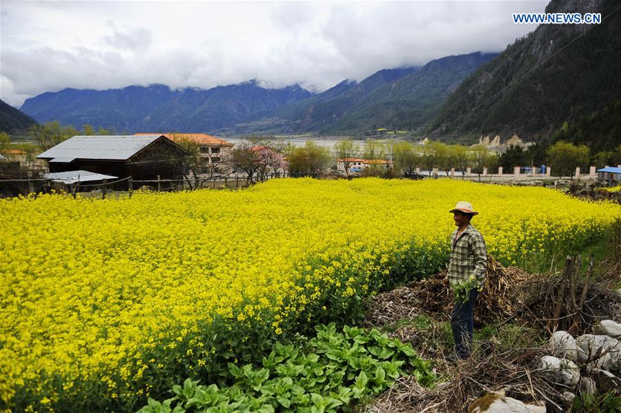 CHINA-TIBET-RAPE BLOSSOMS (CN)