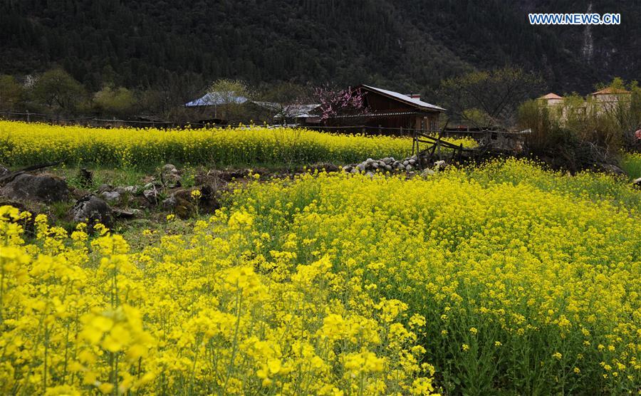 CHINA-TIBET-RAPE BLOSSOMS (CN)