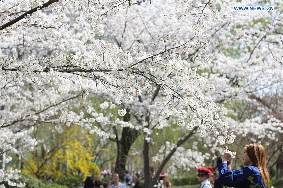 CHINA-BEIJING-CHERRY BLOSSOMS (CN)