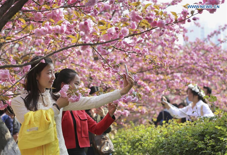 #CHINA-XI'AN-CHERRY BLOSSOMS (CN*)