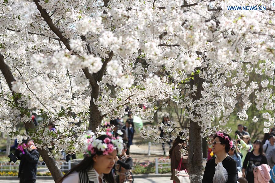 CHINA-BEIJING-CHERRY BLOSSOMS (CN)