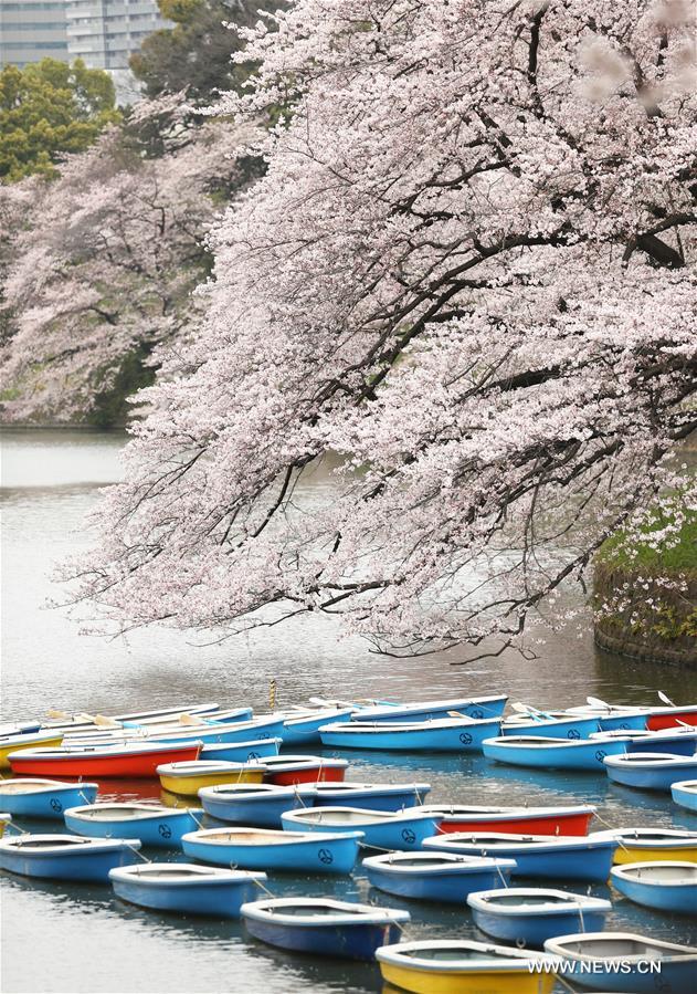 Photo taken on April 1, 2016 shows cherry blossoms in full bloom in Tokyo, Japan