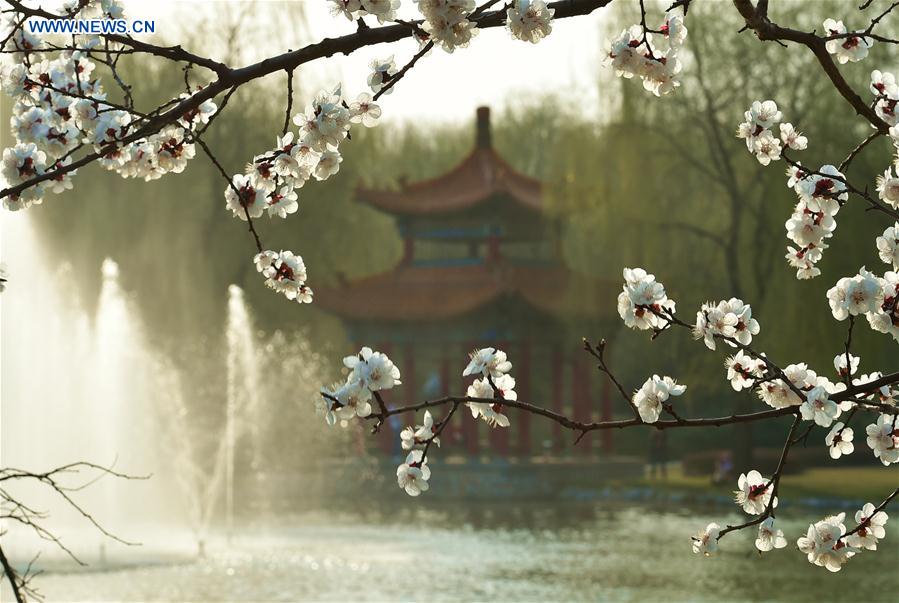 Apricot flowers bloom in Xinghua Village of Fenyang City, north China's Shanxi Province, March 31, 2016. 