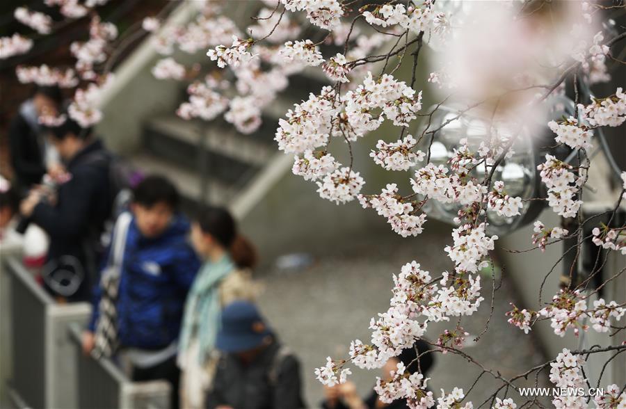 Photo taken on April 1, 2016 shows cherry blossoms in full bloom in Tokyo, Japan