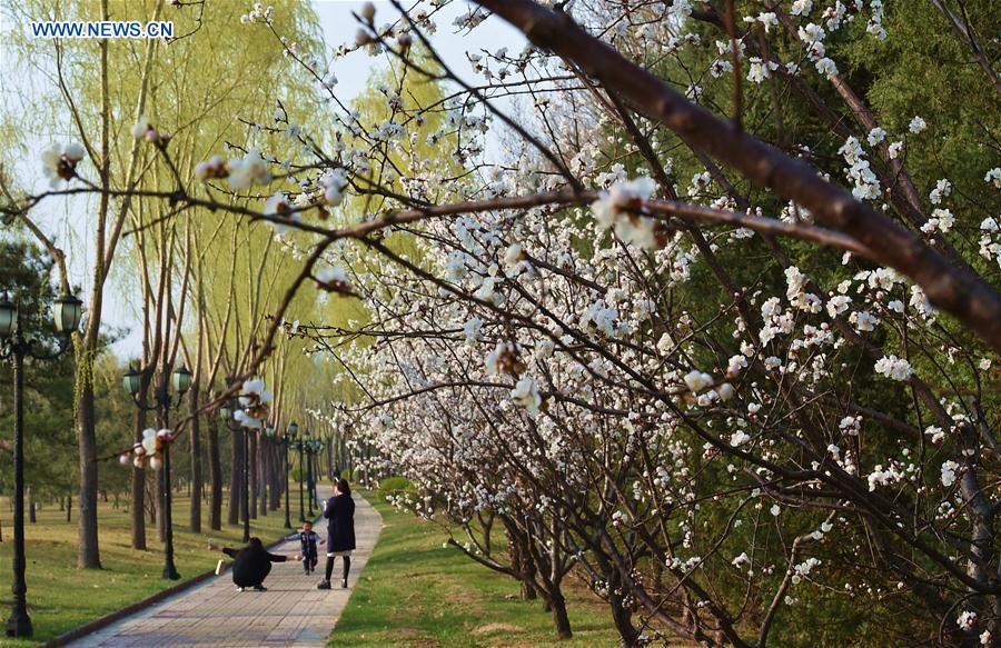 Tourists play nearby the apricot flowers in Xinghua Village of Fenyang City, north China's Shanxi Province, March 31, 2016.