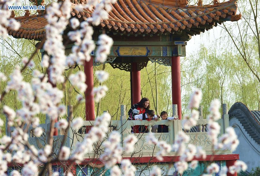 Tourists play nearby the apricot flowers in Xinghua Village of Fenyang City, north China's Shanxi Province, March 31, 2016.