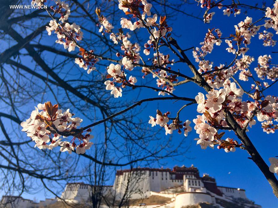 CHINA-SPRING-SCENERY-COLORS (CN)