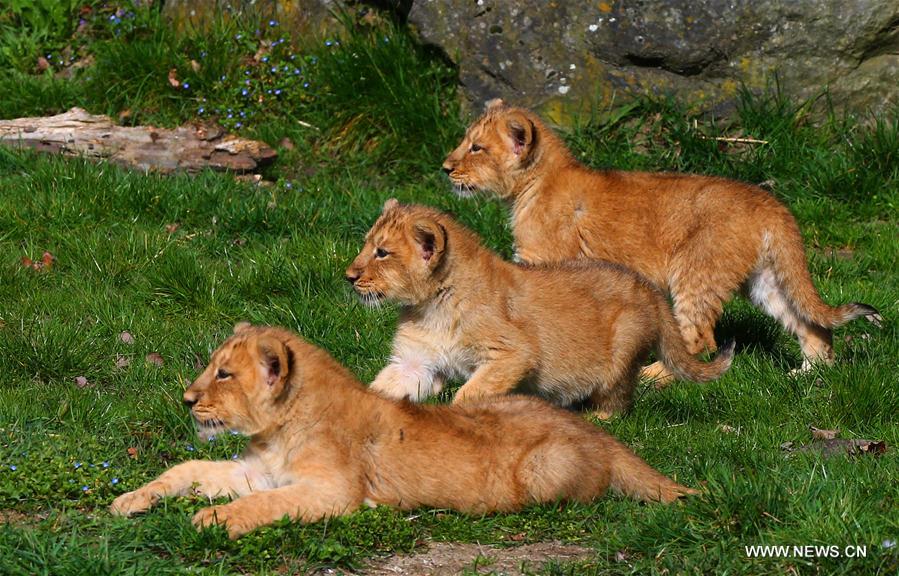 BELGIUM-MECHELEN-ASIATIC LIONS