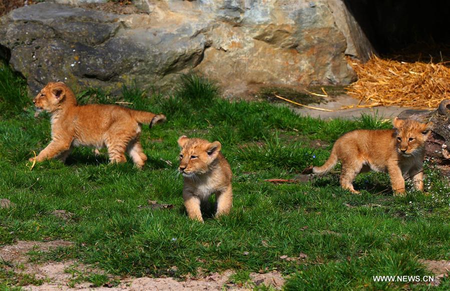 BELGIUM-MECHELEN-ASIATIC LIONS