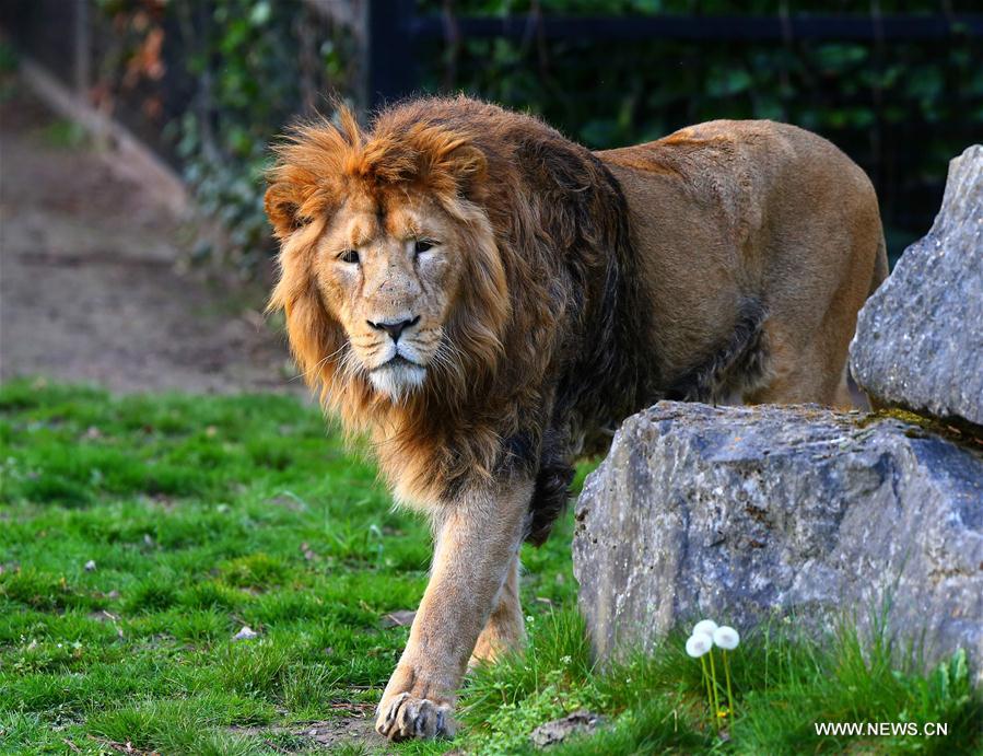 BELGIUM-MECHELEN-ASIATIC LIONS