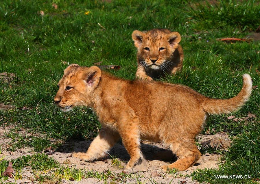 BELGIUM-MECHELEN-ASIATIC LIONS