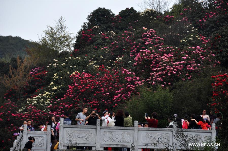 About 125-square-kilometer Azalea in the scenic area has entered full blossom season recently, drawing a lot of tourists during the qingming festival holiday.