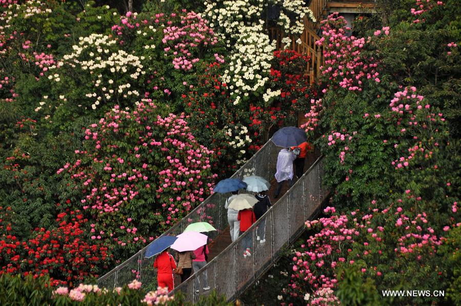 About 125-square-kilometer Azalea in the scenic area has entered full blossom season recently, drawing a lot of tourists during the qingming festival holiday.