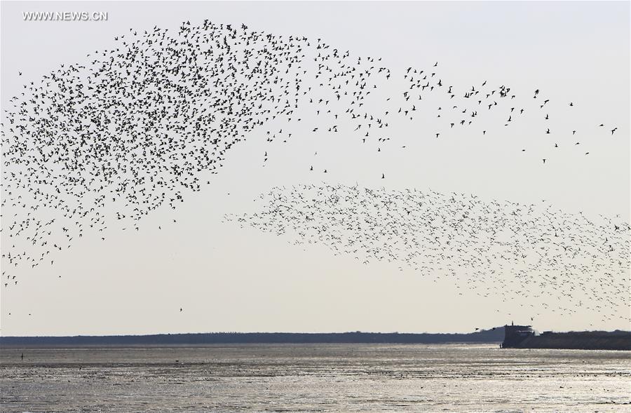 #CHINA-LIAONING-YALU RIVER-BIRDS (CN)