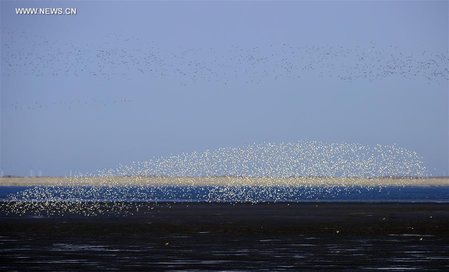 #CHINA-LIAONING-YALU RIVER-BIRDS (CN)