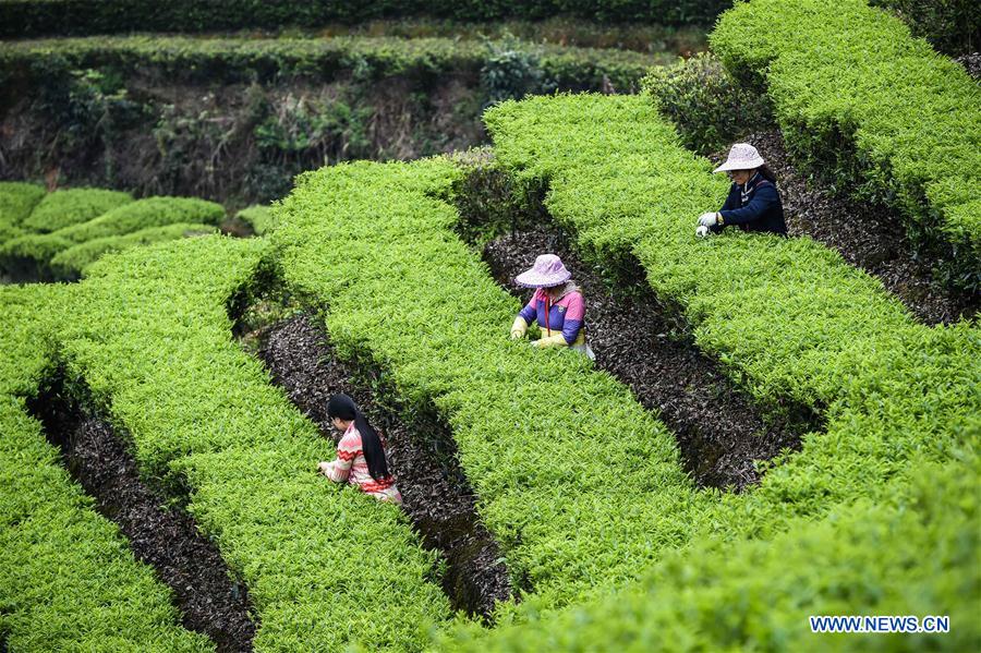 CHINA-GUANGDONG-TEA (CN)