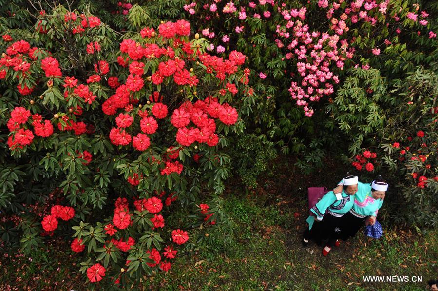 About 125-square-kilometer Azalea in the scenic area has entered full blossom season recently, drawing a lot of tourists during the qingming festival holiday.