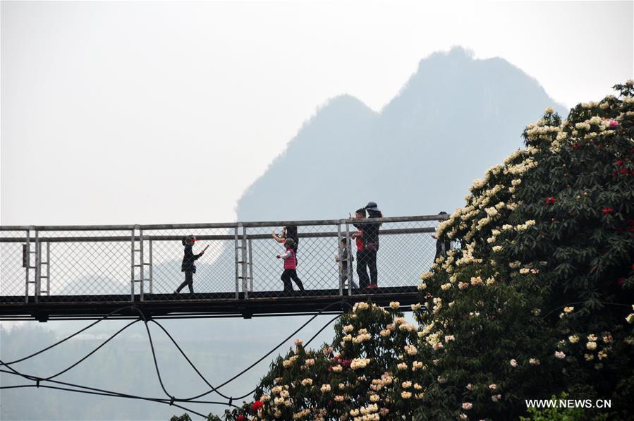 About 125-square-kilometer Azalea in the scenic area has entered full blossom season recently, drawing a lot of tourists during the qingming festival holiday.