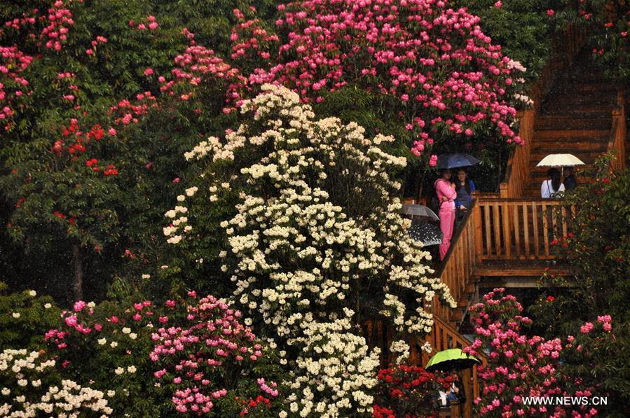 About 125-square-kilometer Azalea in the scenic area has entered full blossom season recently, drawing a lot of tourists during the qingming festival holiday.