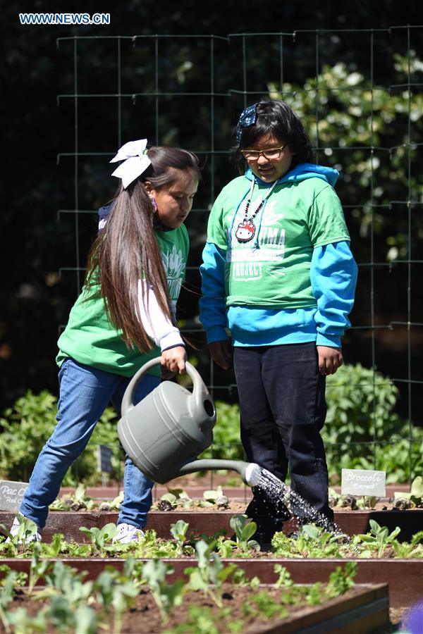 (CORRECTION)U.S.-WASHINGTON D.C.-WHITE HOUSE KITCHEN GARDEN