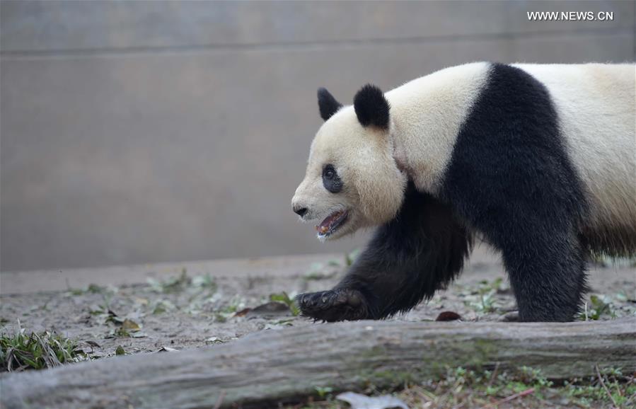 CHINA-SICHUAN-CAPTIVE PANDAS-MATING PLAN (CN)