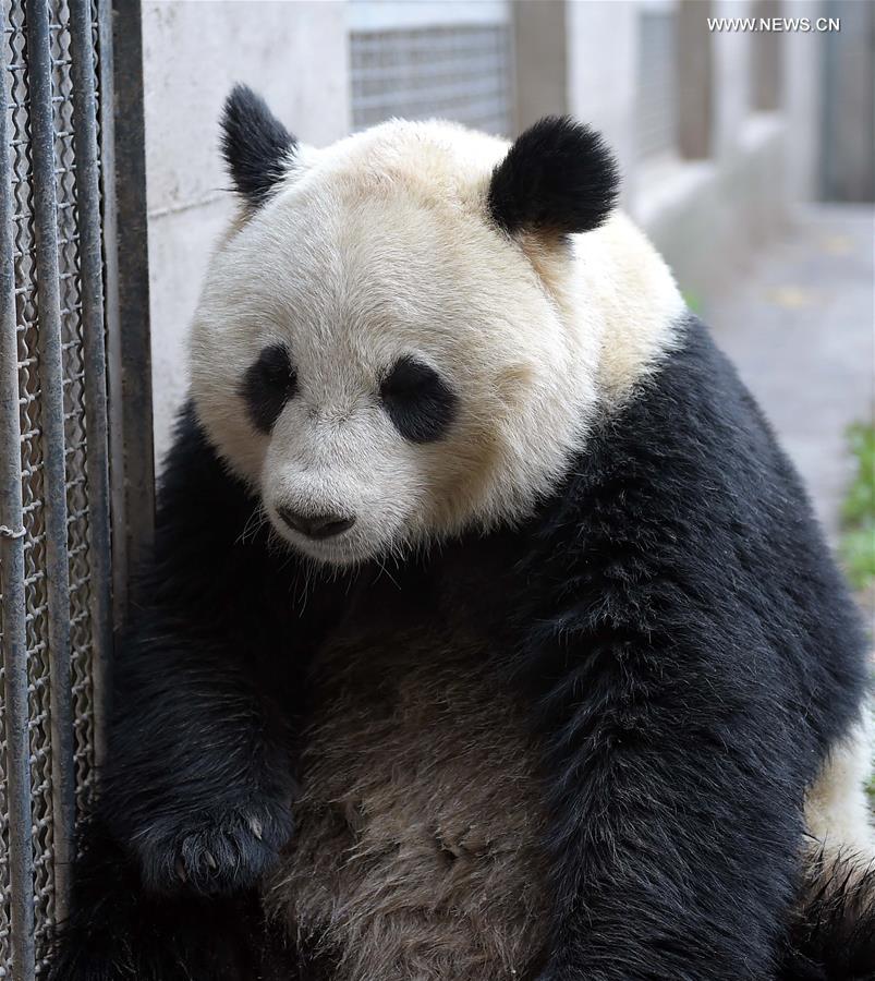 CHINA-SICHUAN-CAPTIVE PANDAS-MATING PLAN (CN)