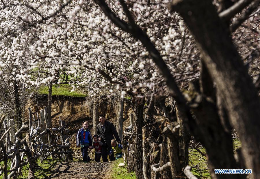 CHINA-XINJIANG-ALMOND FLOWERS(CN)