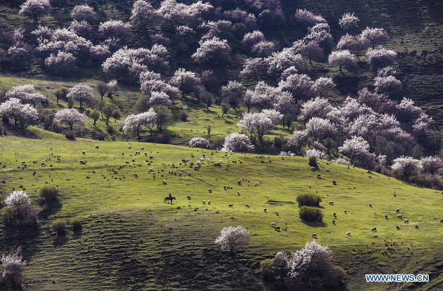 CHINA-XINJIANG-ALMOND FLOWERS(CN)