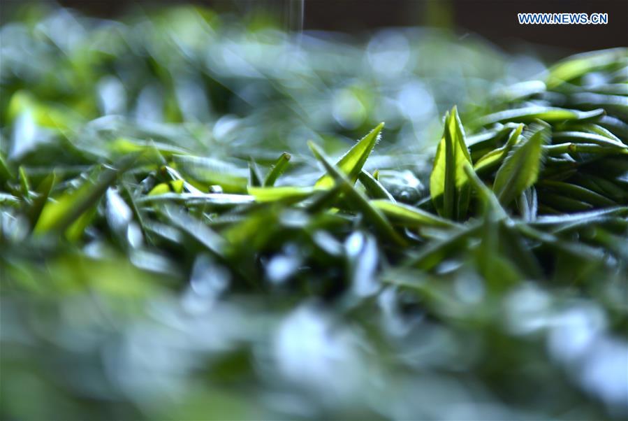 #CHINA-HUBEI-TEA MAKING (CN)