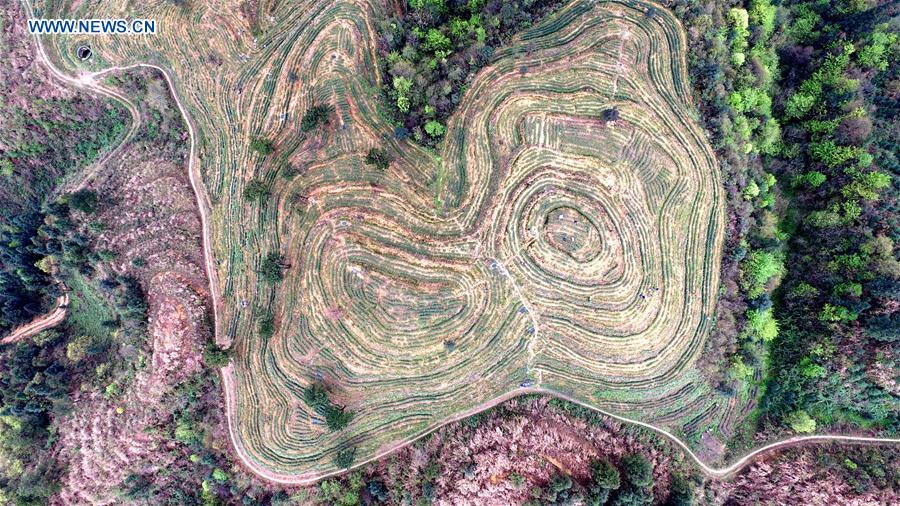 #CHINA-GUIZHOU-TEA GARDEN (CN)