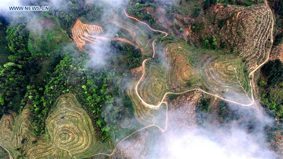 #CHINA-GUIZHOU-TEA GARDEN (CN)