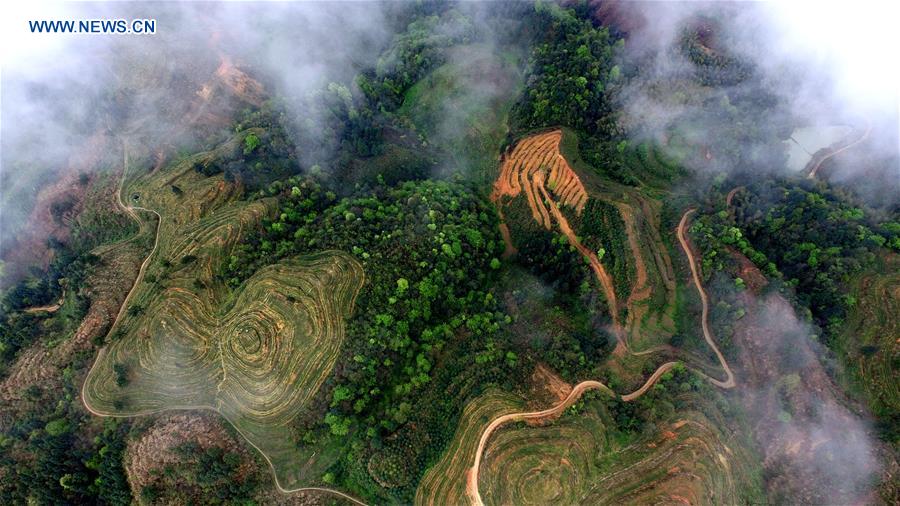 #CHINA-GUIZHOU-TEA GARDEN (CN)