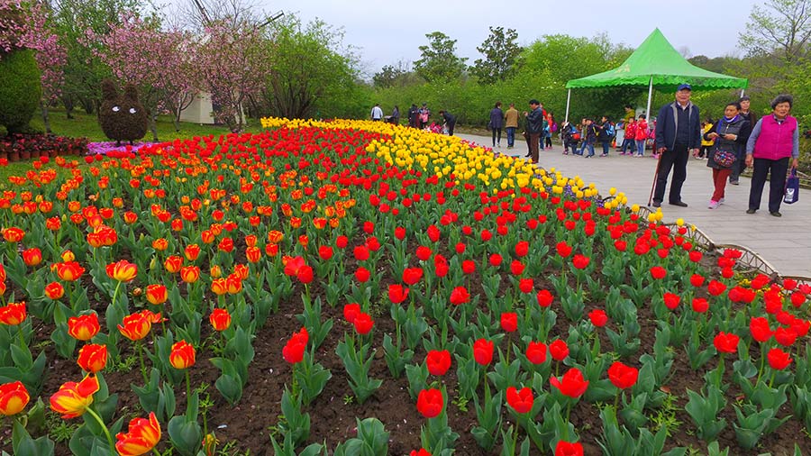 Sea of tulips on show in E China