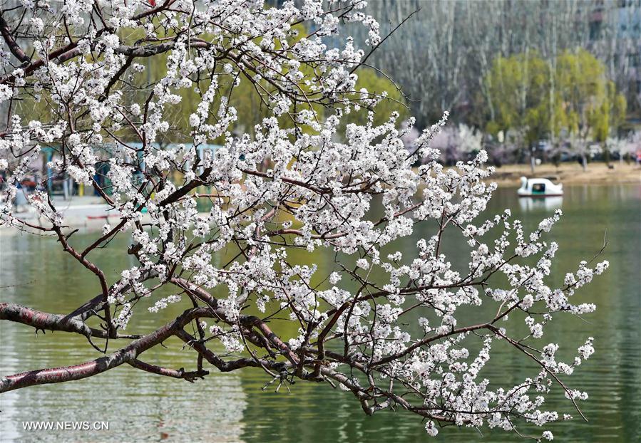 People row on a lake to enjoy the scenery at Qingcheng Park in Hohhot, north China's Inner Mongolia Autonomous Region, April 9, 2016.