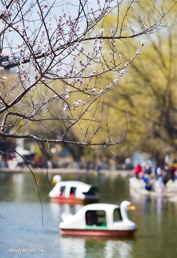 People row on a lake to enjoy the scenery at Qingcheng Park in Hohhot, north China's Inner Mongolia Autonomous Region, April 9, 2016.