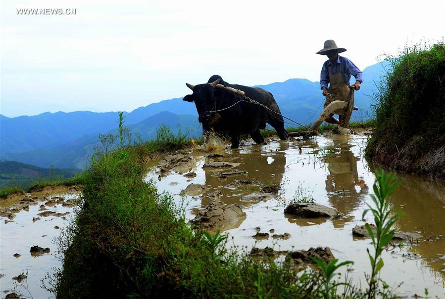 CHINA-TERRACED FIELDS-SCENERY (CN)