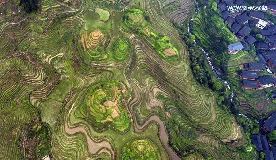 #CHINA-GUANGXI-TERRACED FIELD (CN)