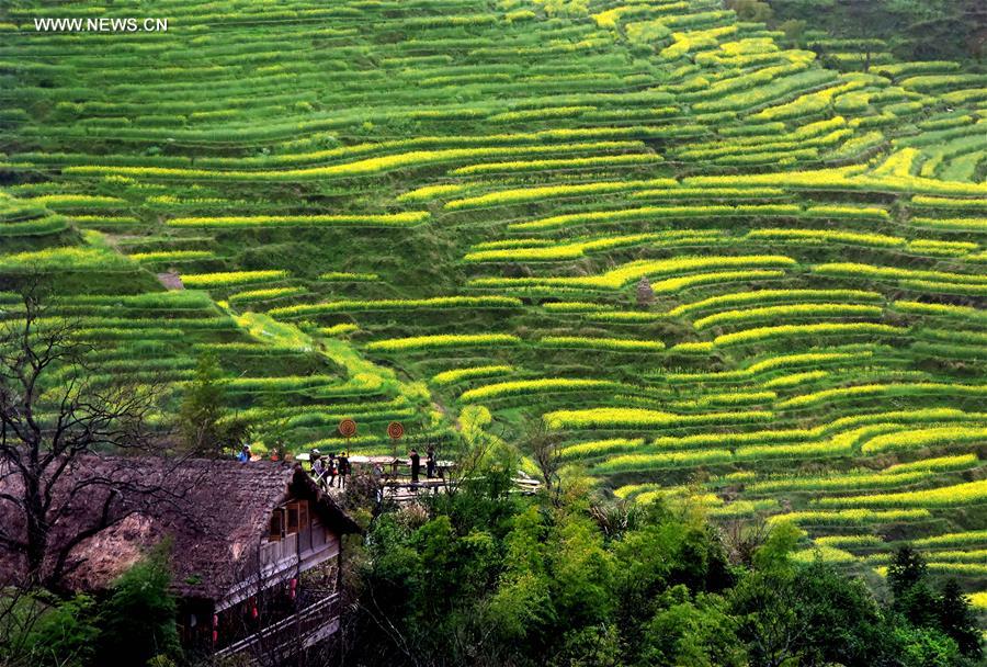 CHINA-TERRACED FIELDS-SCENERY (CN)